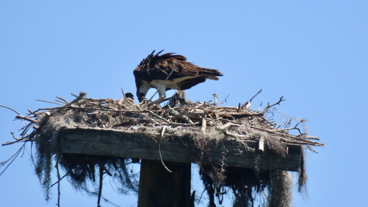 Osprey - ML620180834