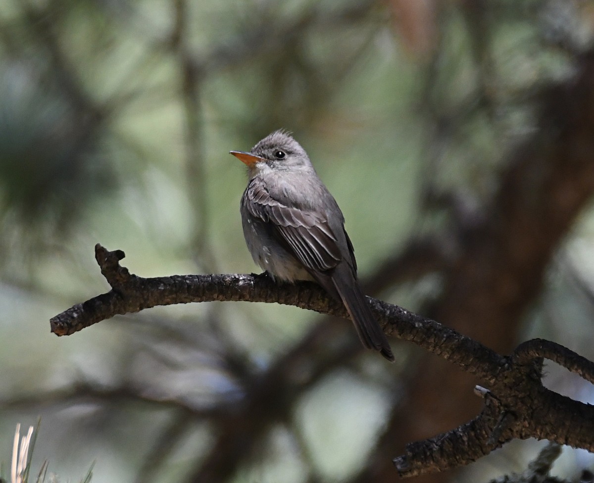 Greater Pewee - ML620180841