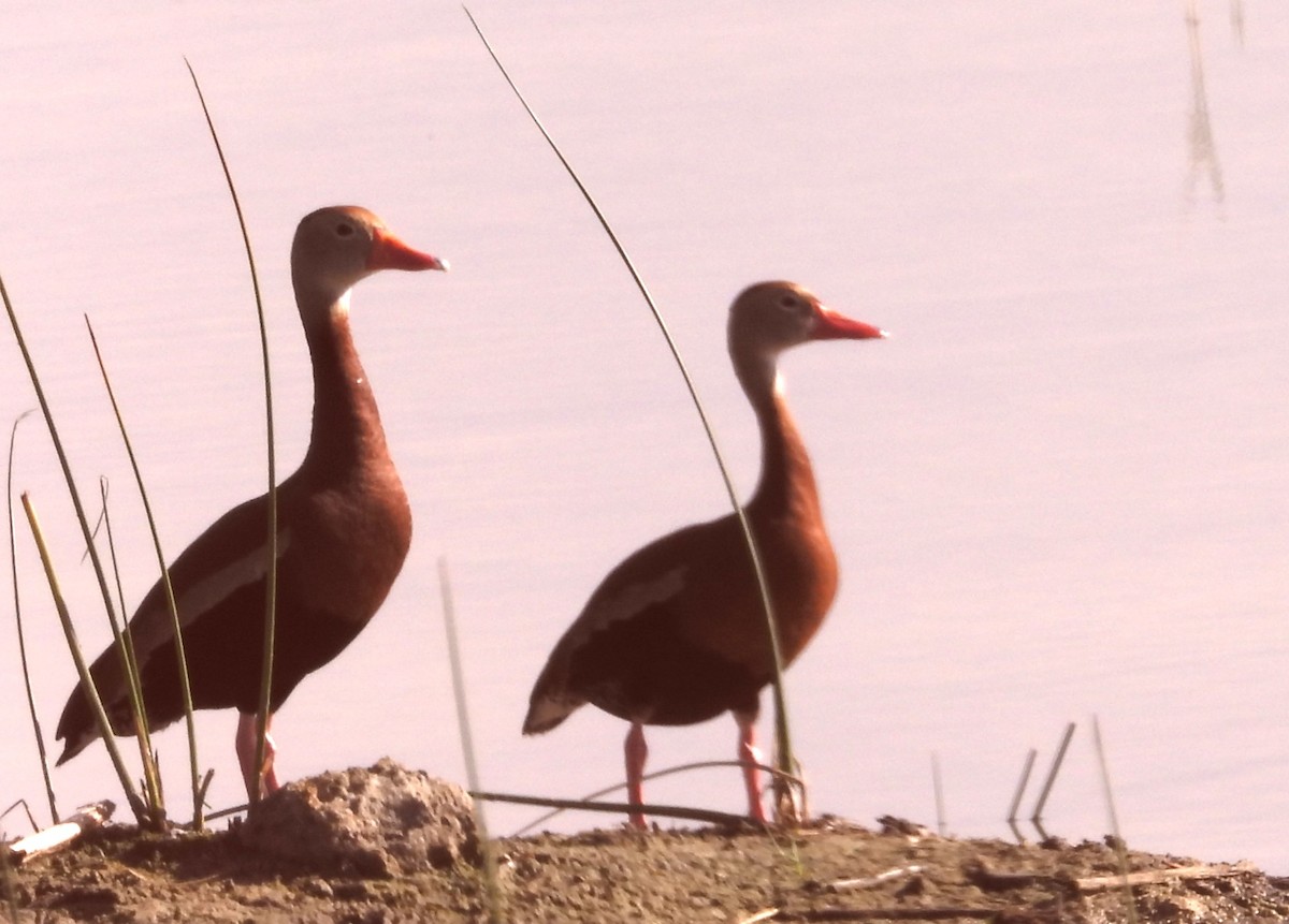 Black-bellied Whistling-Duck - ML620180845