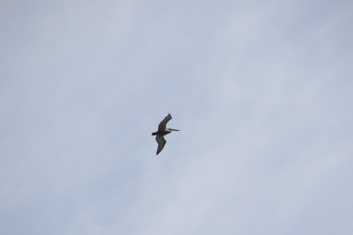 Brown Pelican - ML620180847