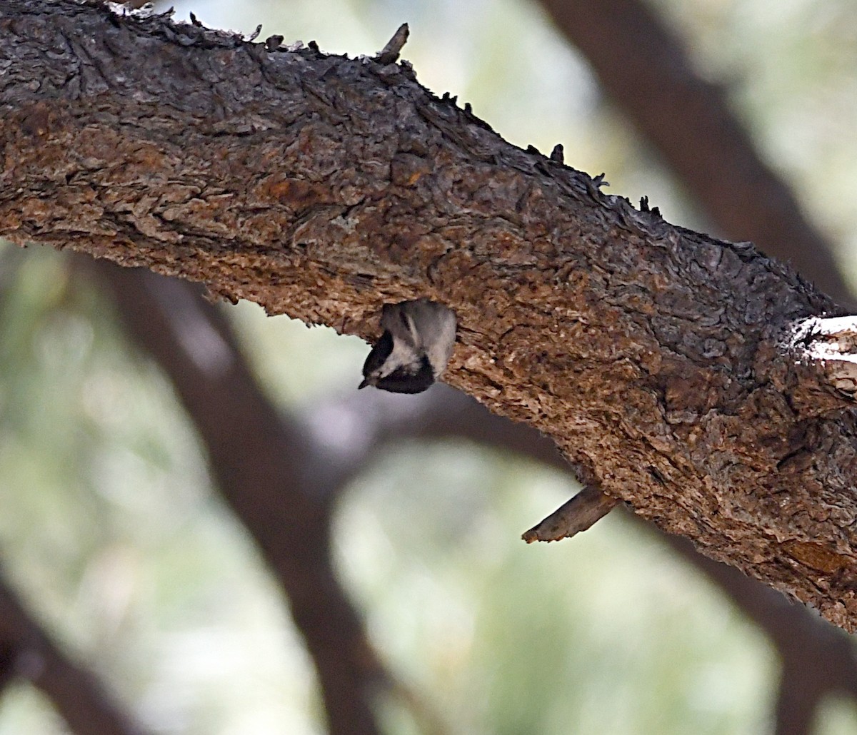 Mexican Chickadee - ML620180857