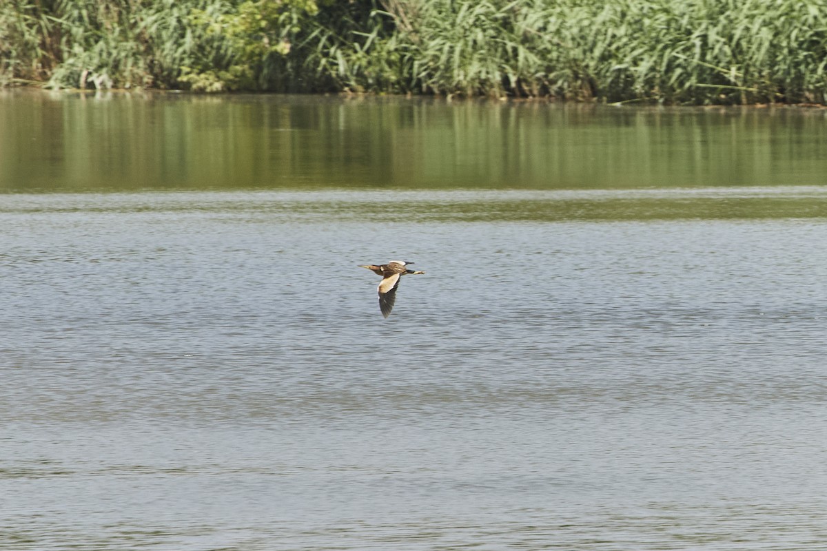 Little Bittern - ML620180858