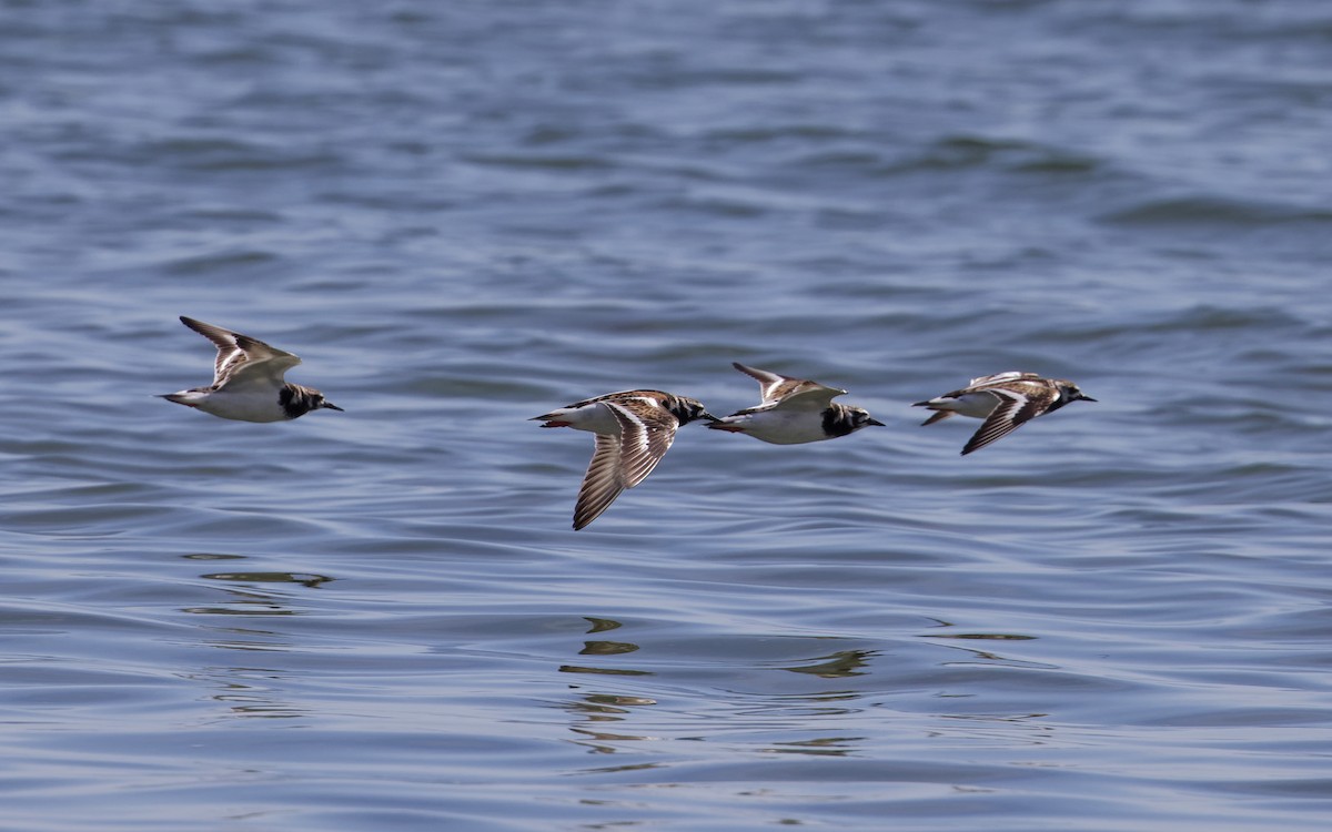 Ruddy Turnstone - ML620180876