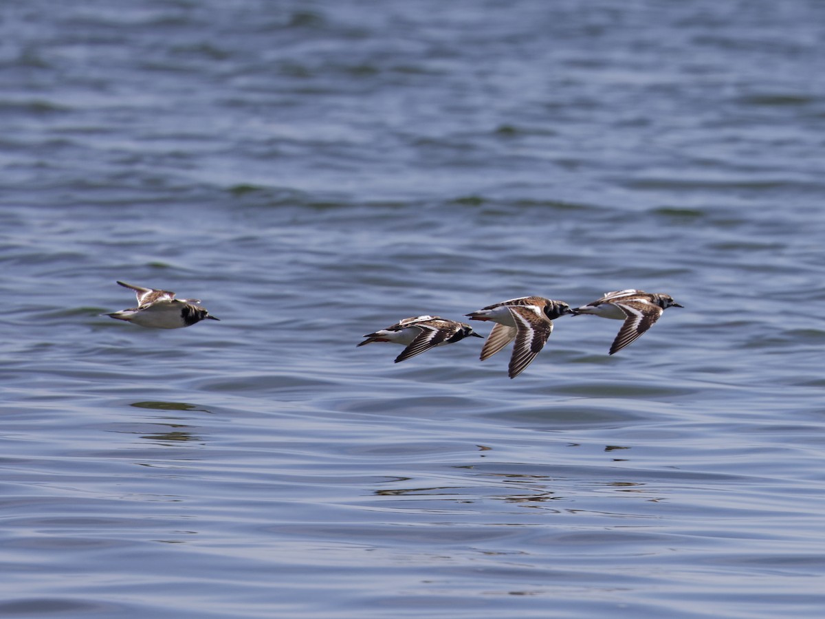 Ruddy Turnstone - ML620180877