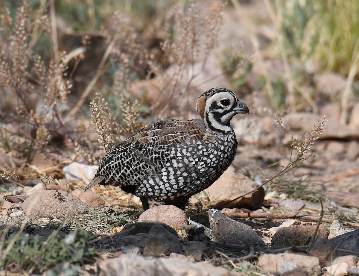 Montezuma Quail - ML620180892