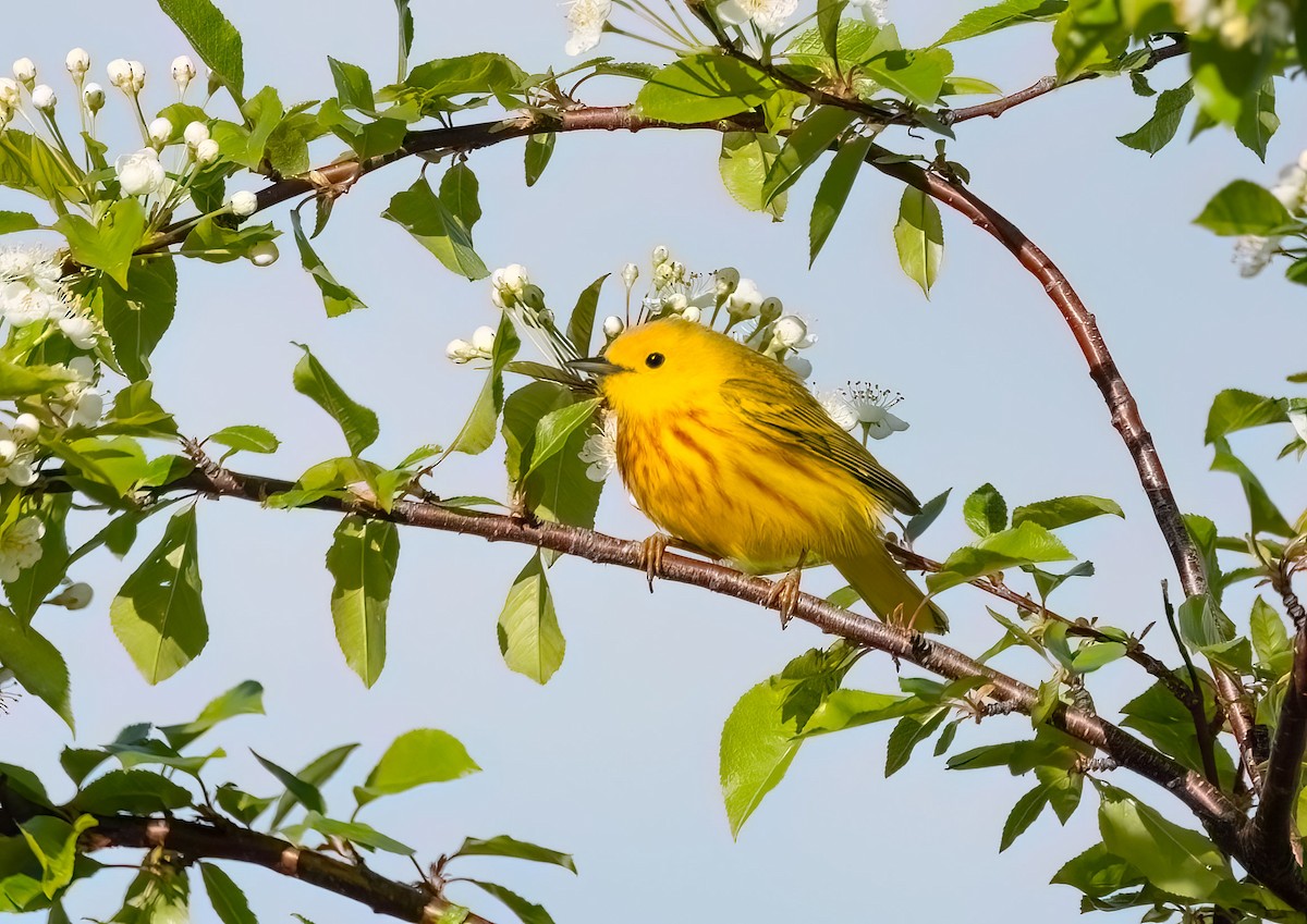 Yellow Warbler - ML620180894