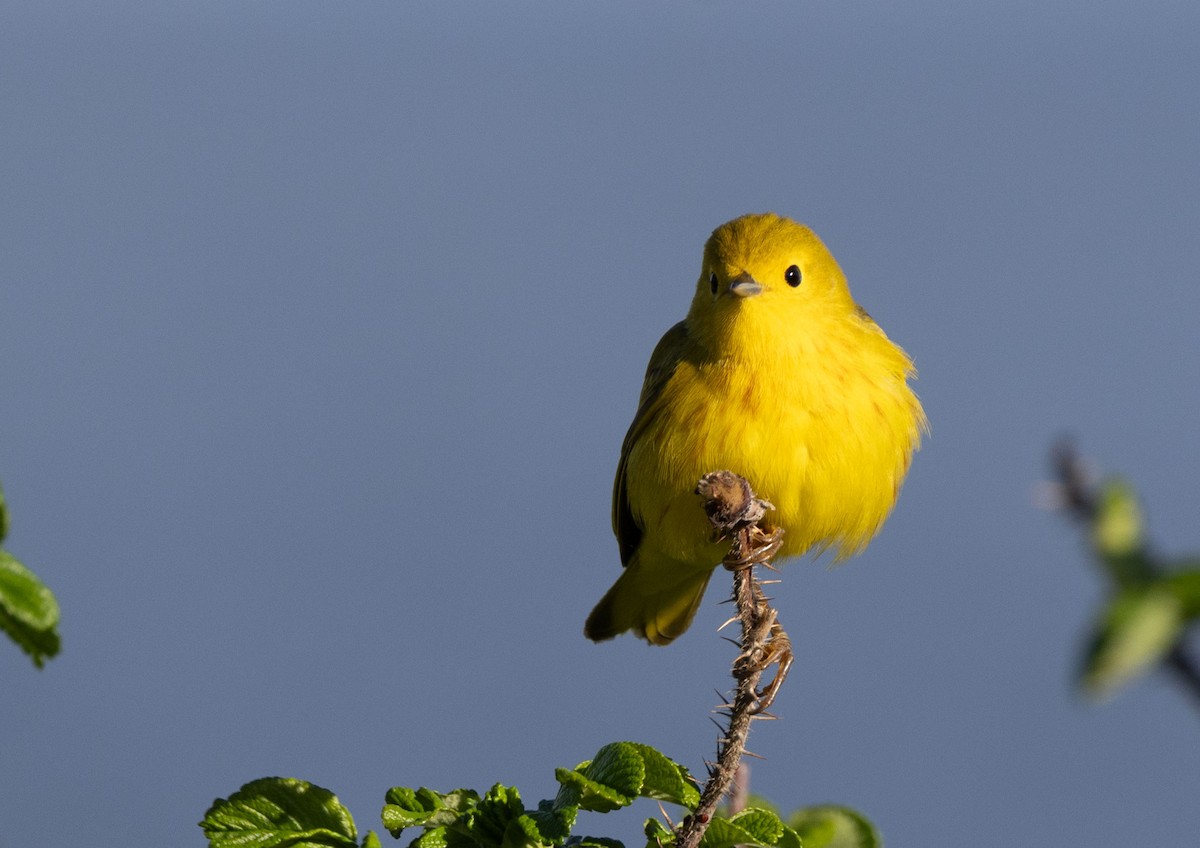 Yellow Warbler - Suzanne Labbé