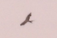 Swallow-tailed Kite - ML620180899