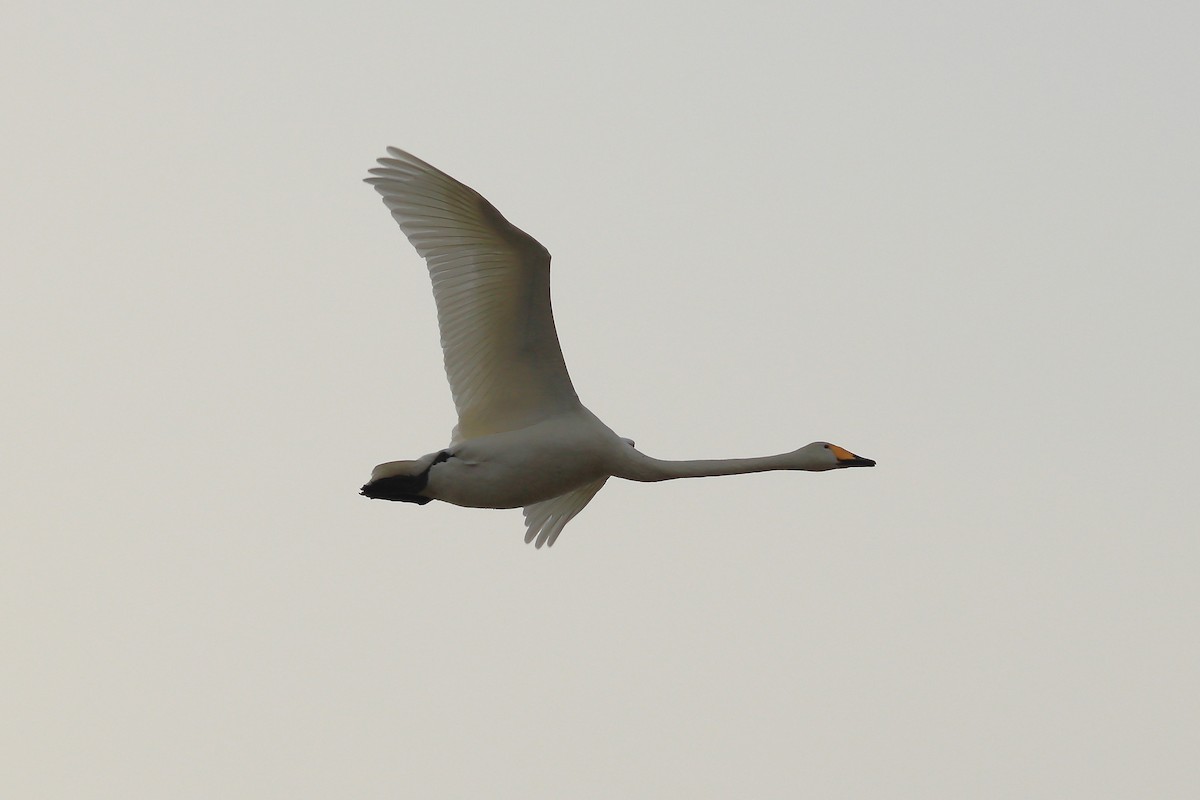 Cygne chanteur - ML620180903