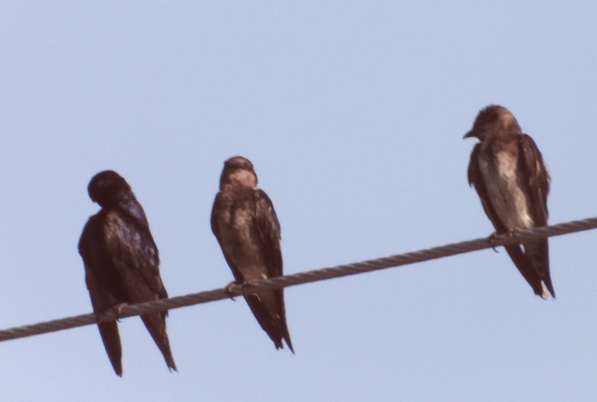 Golondrina Purpúrea - ML620180914