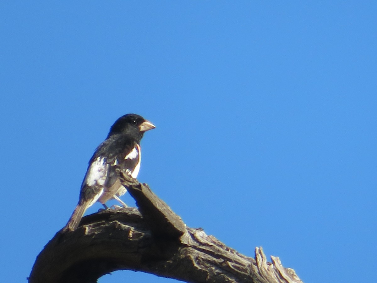 Rose-breasted Grosbeak - ML620180938