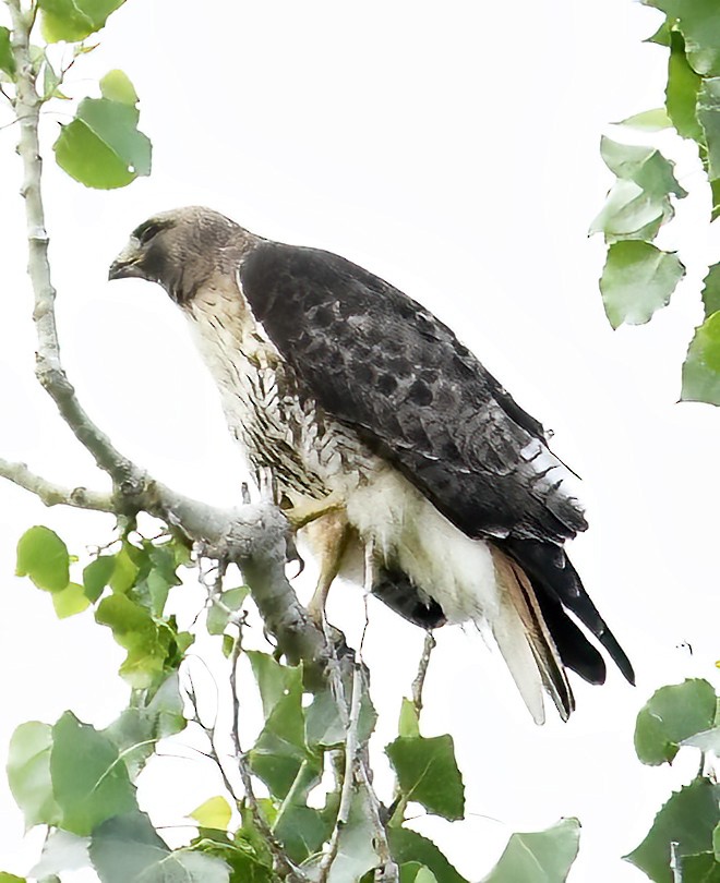 Red-tailed Hawk - ML620180939