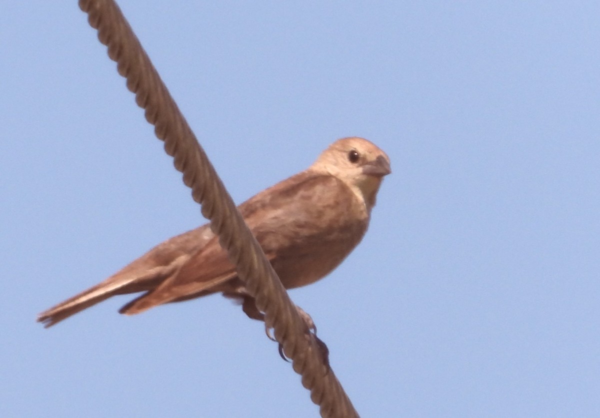 Brown-headed Cowbird - ML620180940
