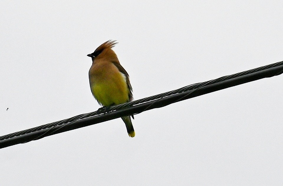 Cedar Waxwing - ML620180947