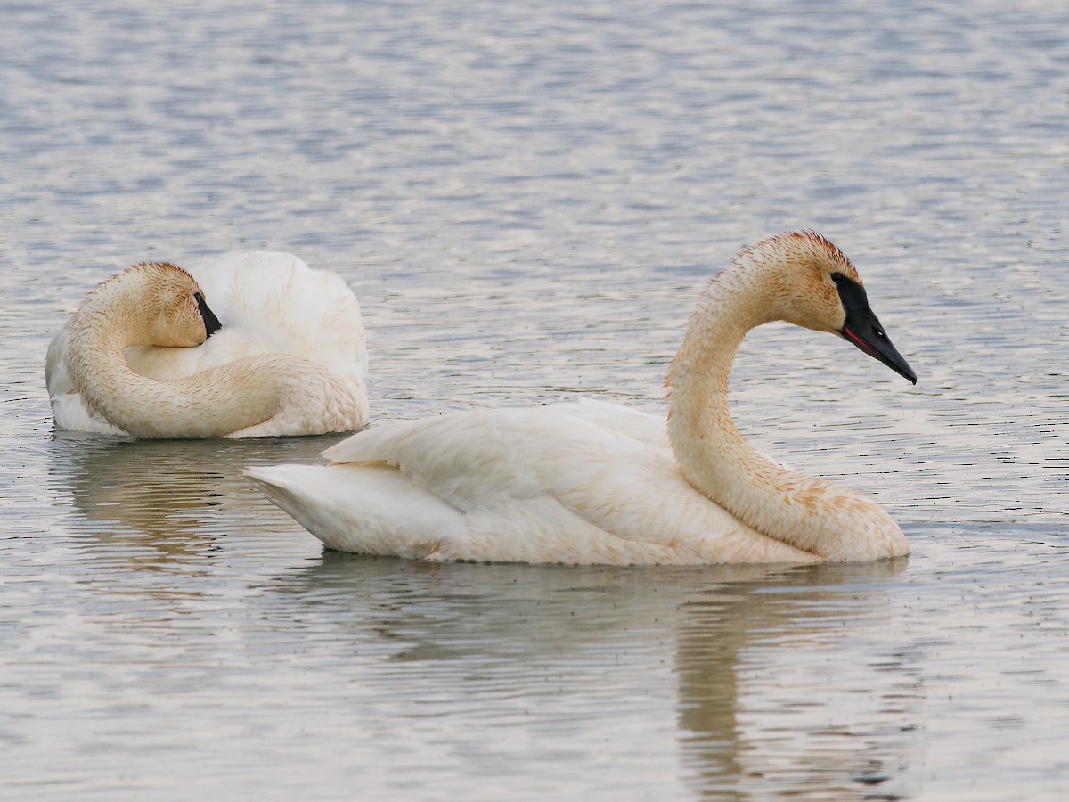 Trumpeter Swan - ML620180948