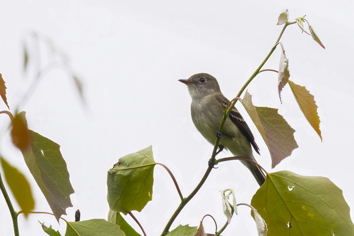 Alder Flycatcher - ML620180950