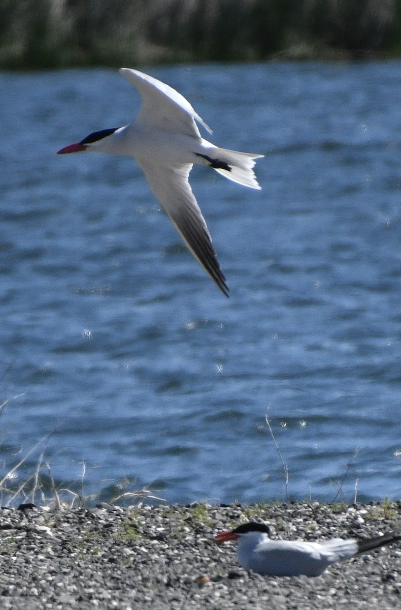 Caspian Tern - ML620180955