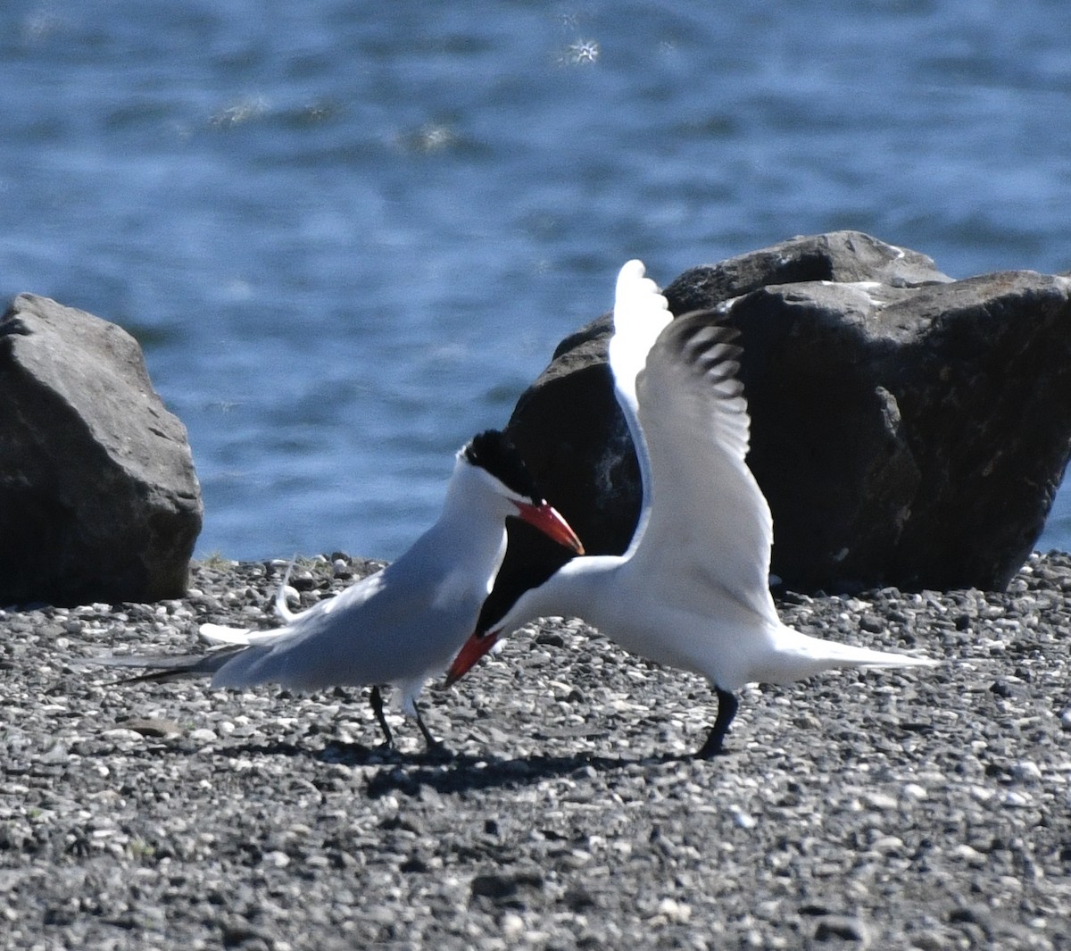 Caspian Tern - ML620180957