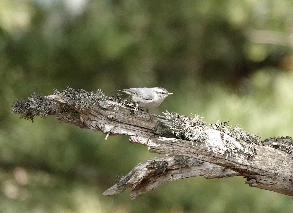 Corsican Nuthatch - ML620180962