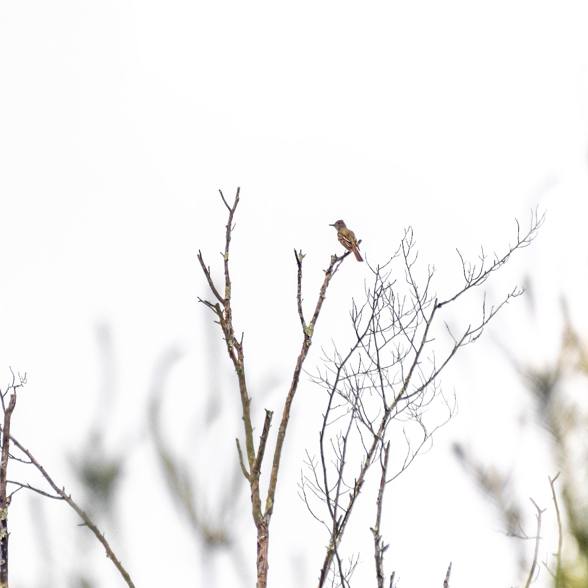 Great Crested Flycatcher - Debbie Rittall