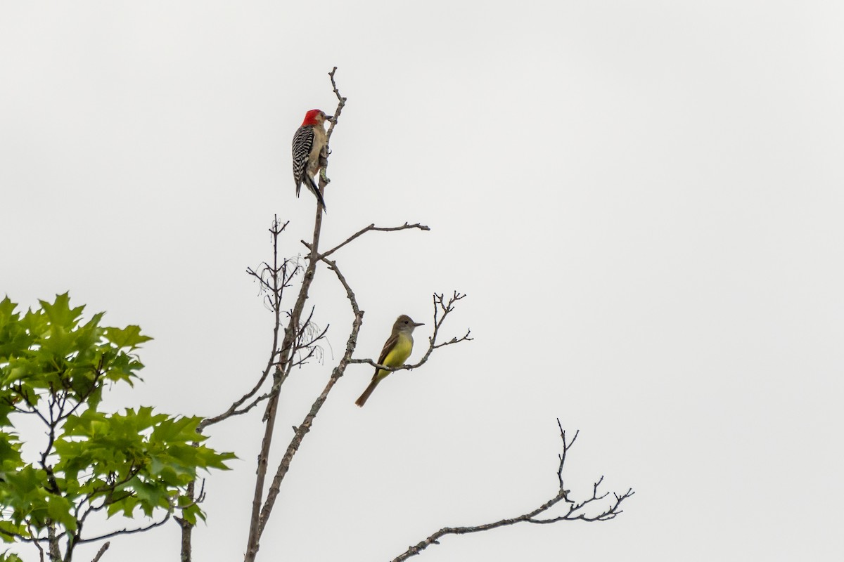 Great Crested Flycatcher - ML620180967