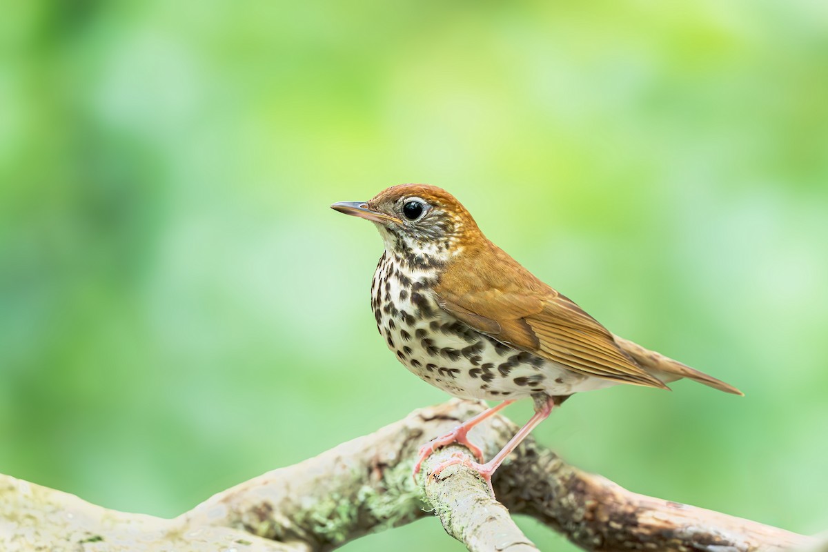 Wood Thrush - ML620180968