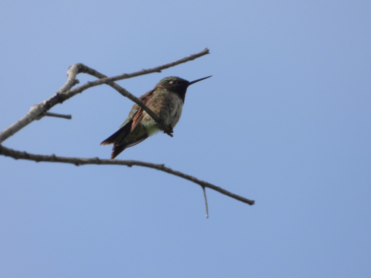 Ruby-throated Hummingbird - ML620180969