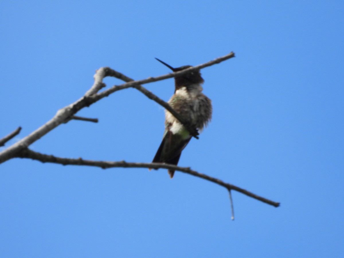 Yakut Boğazlı Kolibri - ML620180970