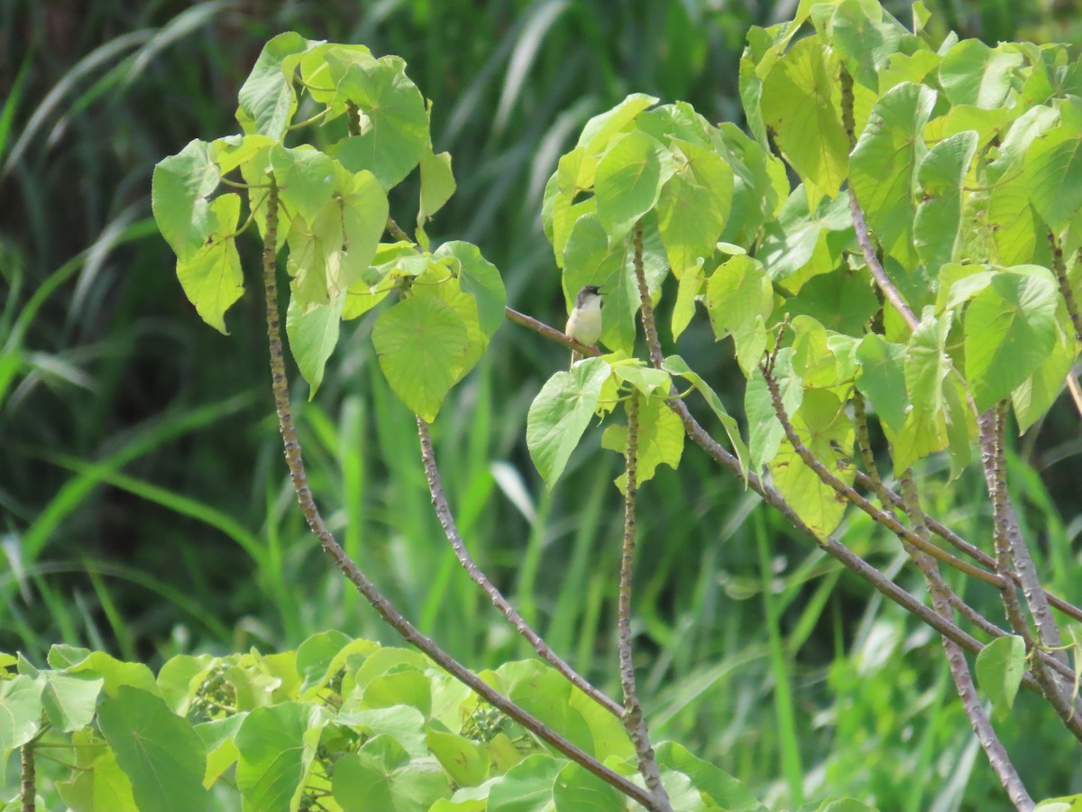 gulbukprinia - ML620180972