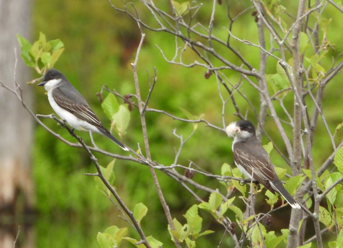 Eastern Kingbird - ML620180979