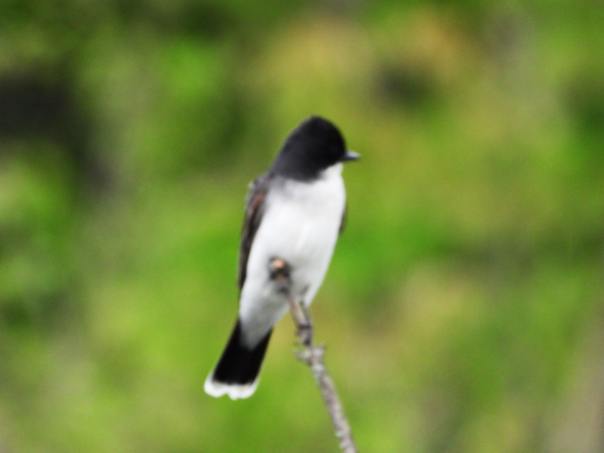 Eastern Kingbird - Serge Benoit