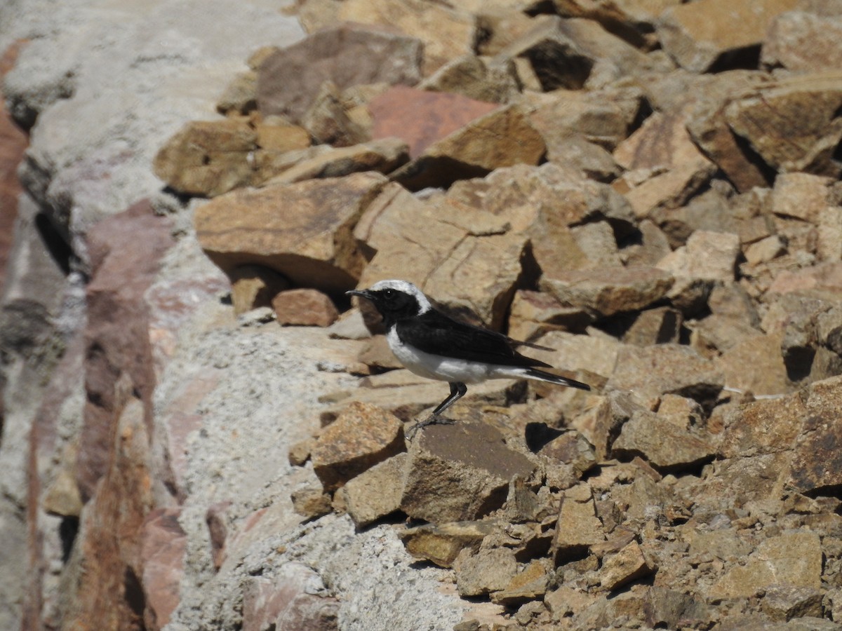 Pied Wheatear - ML620180982