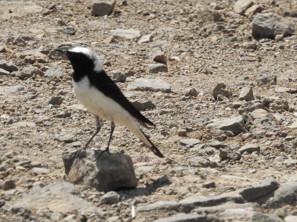 Pied Wheatear - ML620180983