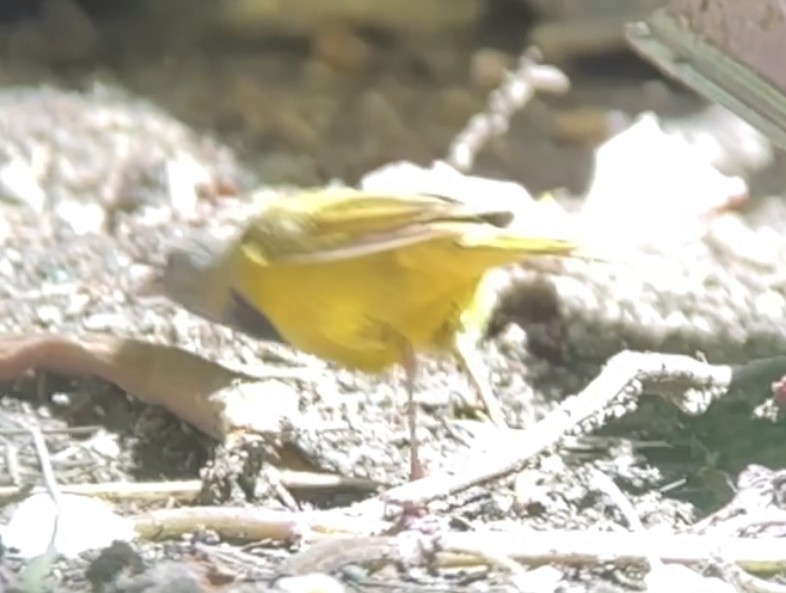 Mourning Warbler - ML620180984