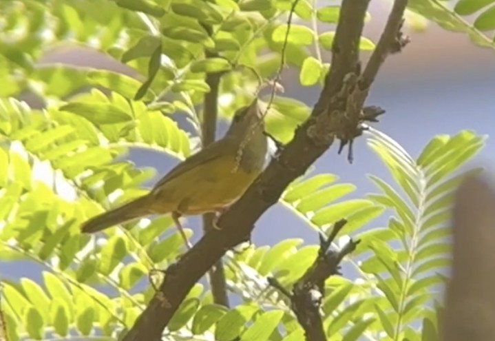 Mourning Warbler - ML620180985