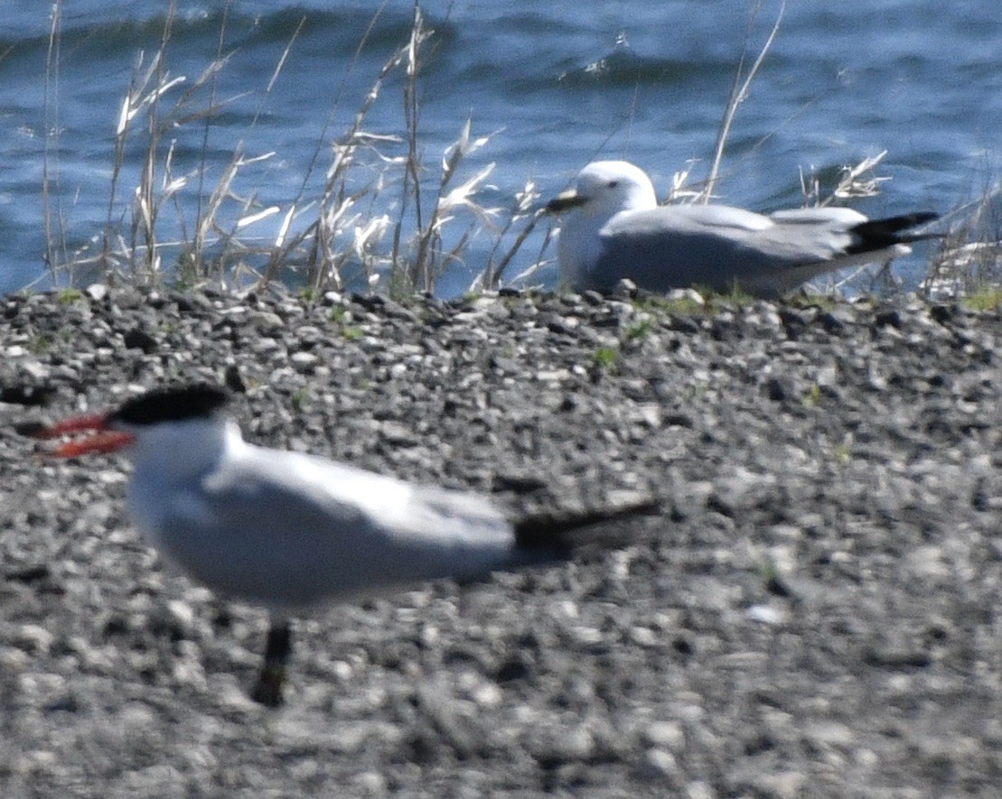 Ring-billed Gull - ML620181000