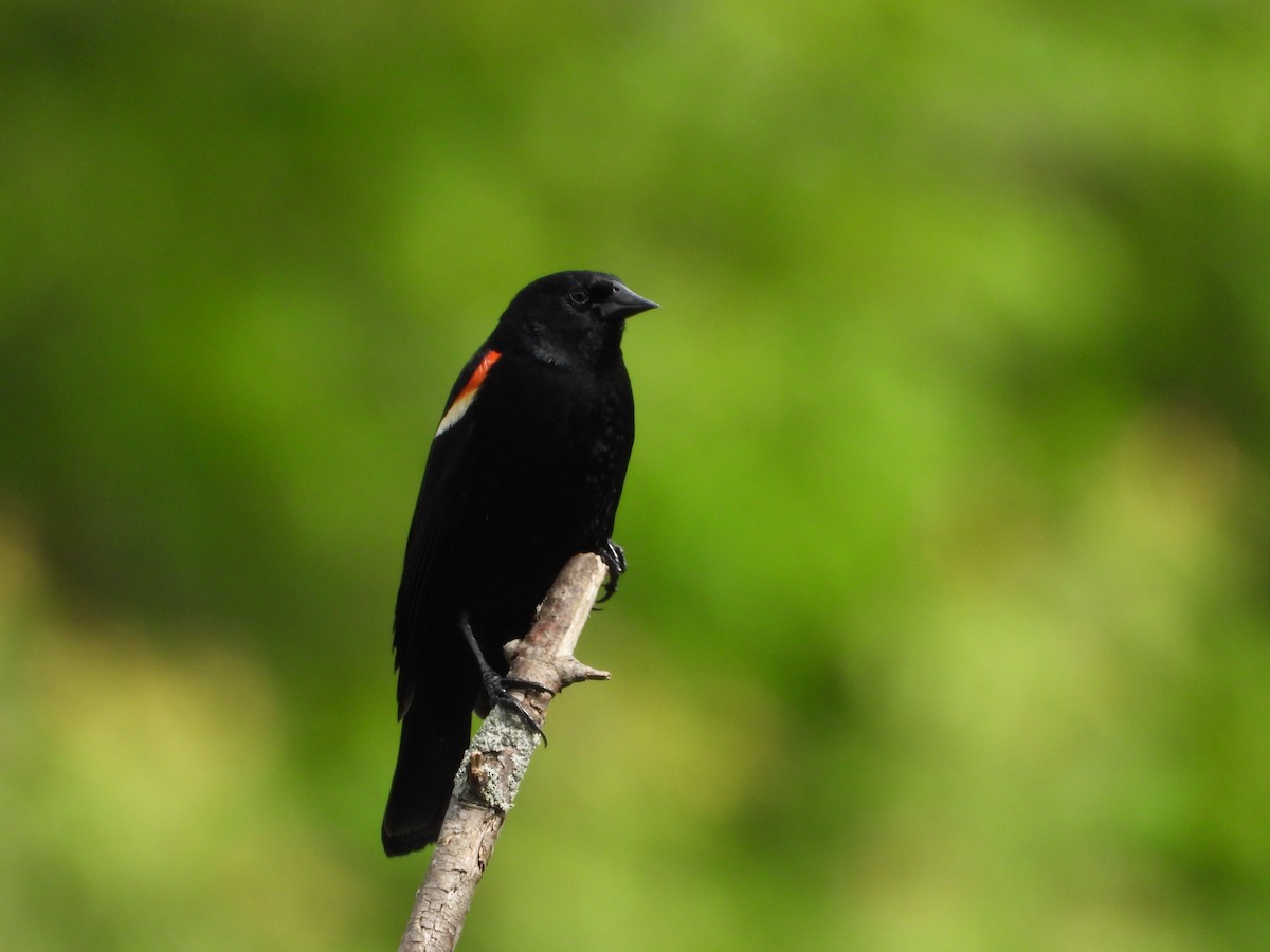 Red-winged Blackbird - ML620181027