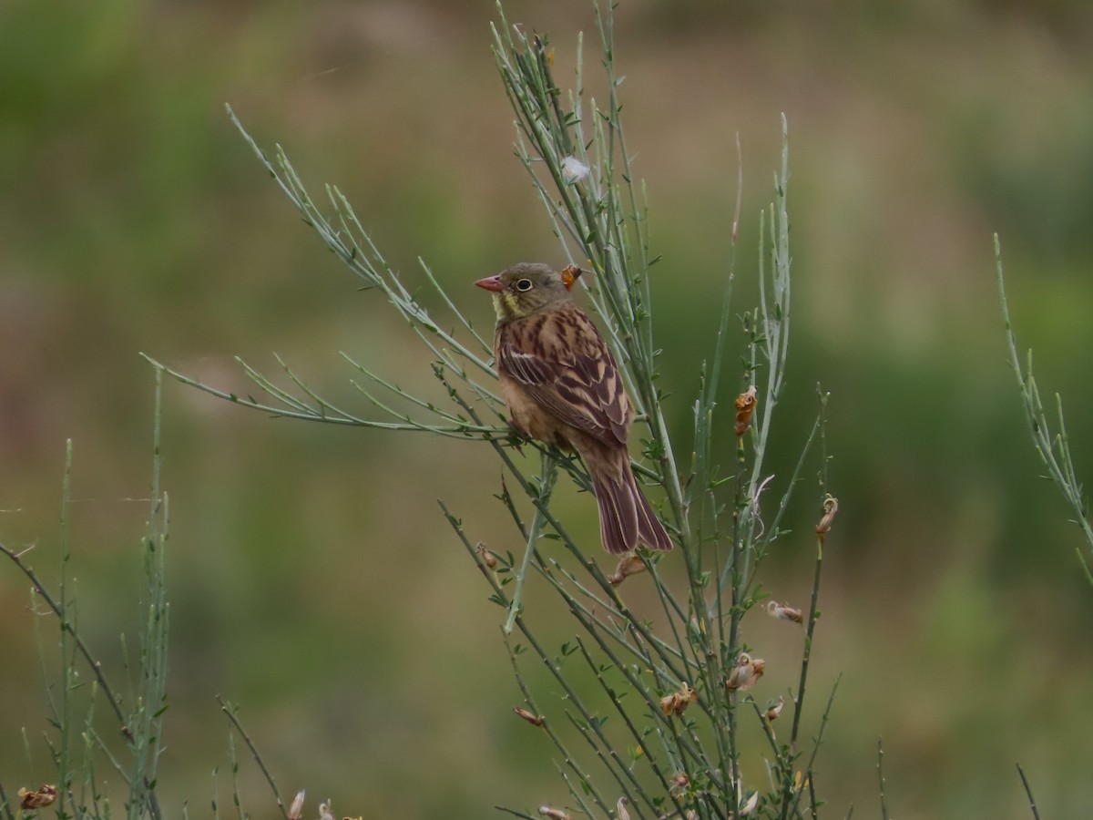 Ortolan Bunting - ML620181029