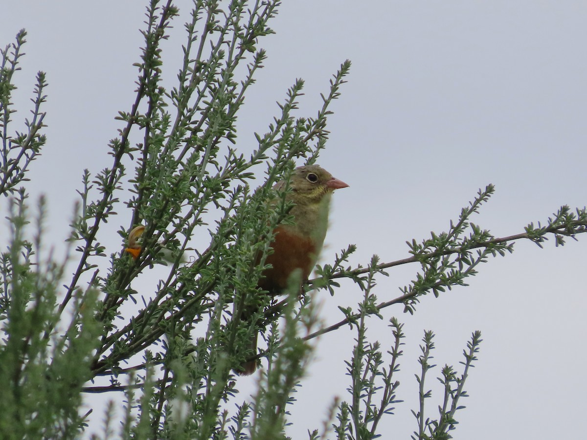 Ortolan Bunting - ML620181031