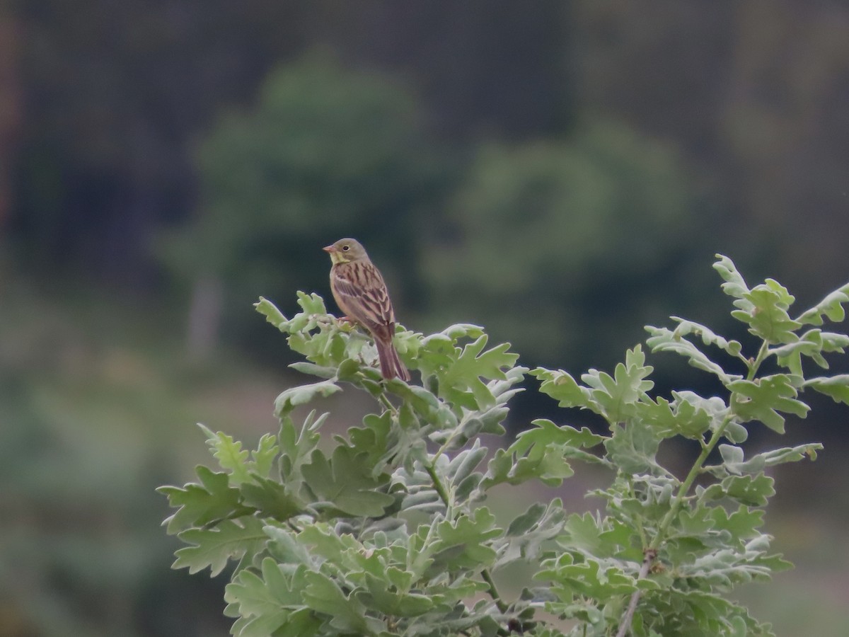 Ortolan Bunting - ML620181032