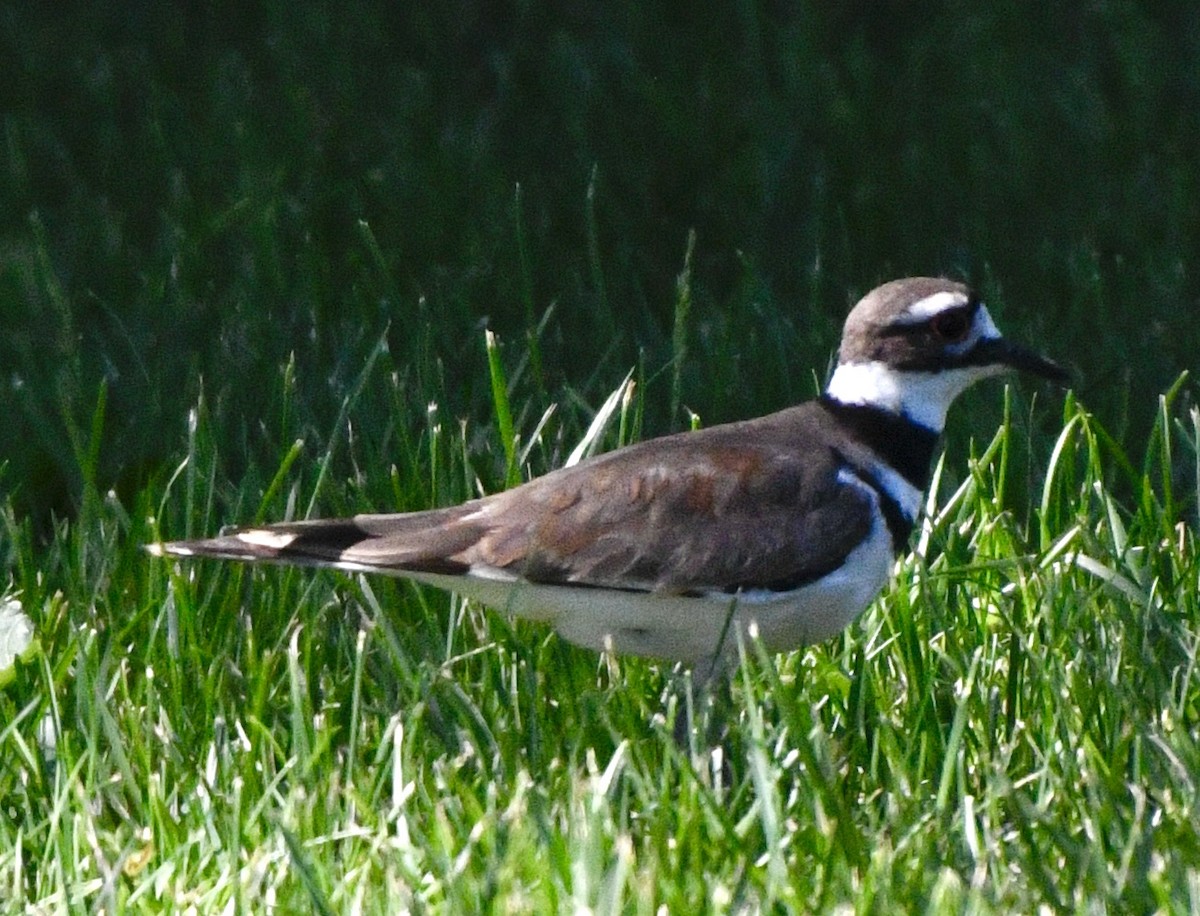 Killdeer - ML620181033