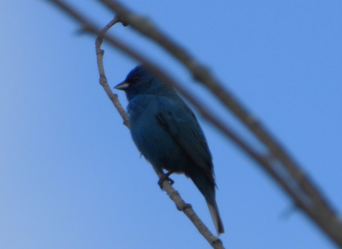 Indigo Bunting - ML620181034