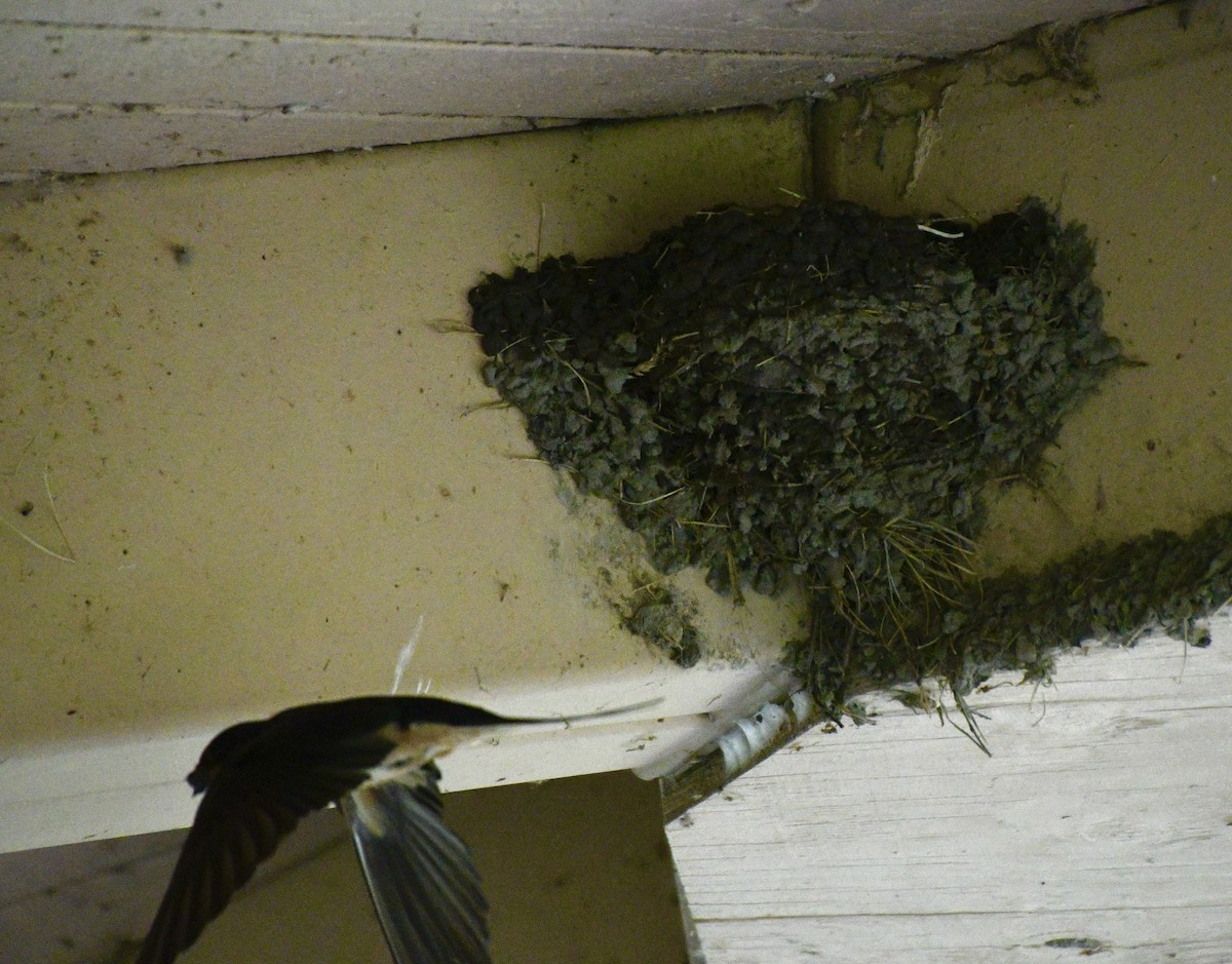 Barn Swallow - ML620181041