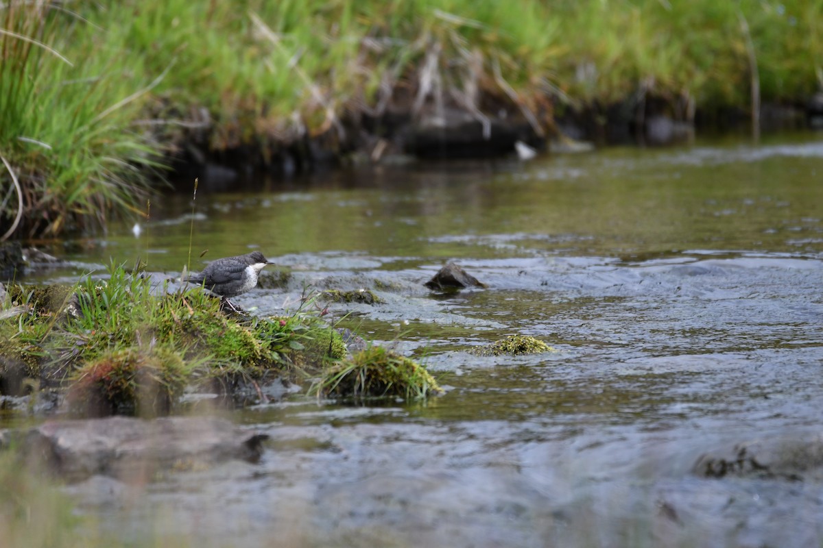 White-throated Dipper - ML620181042