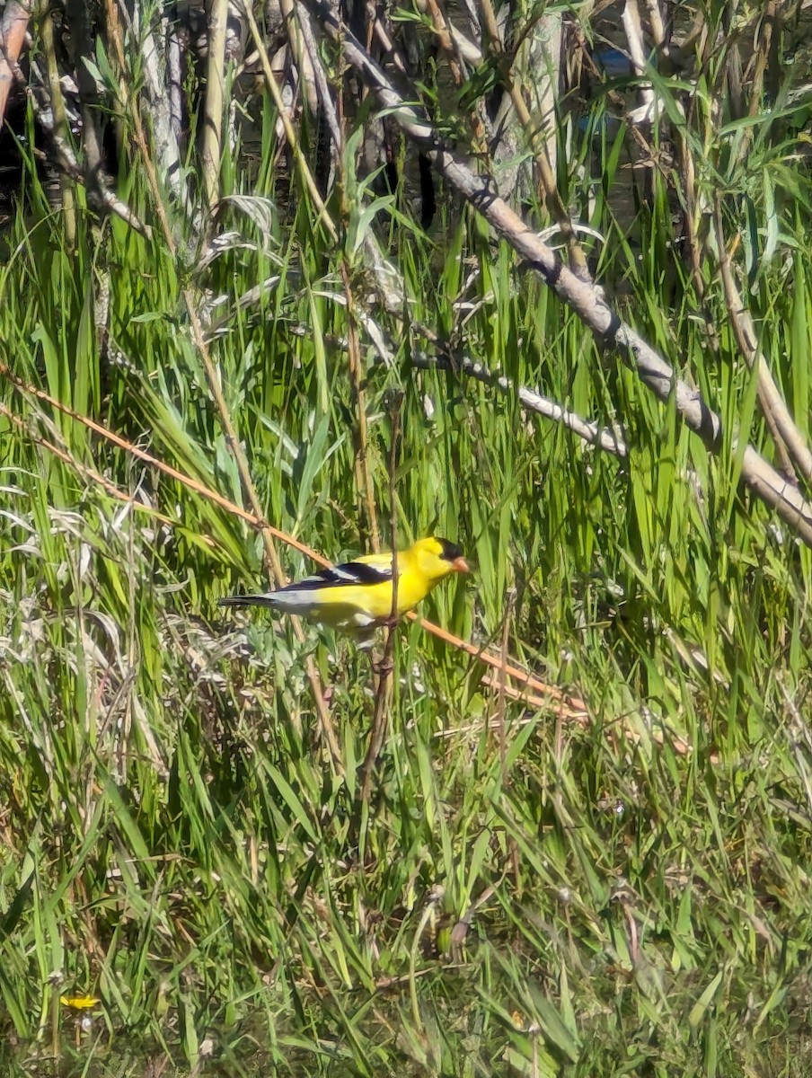 Chardonneret jaune - ML620181048