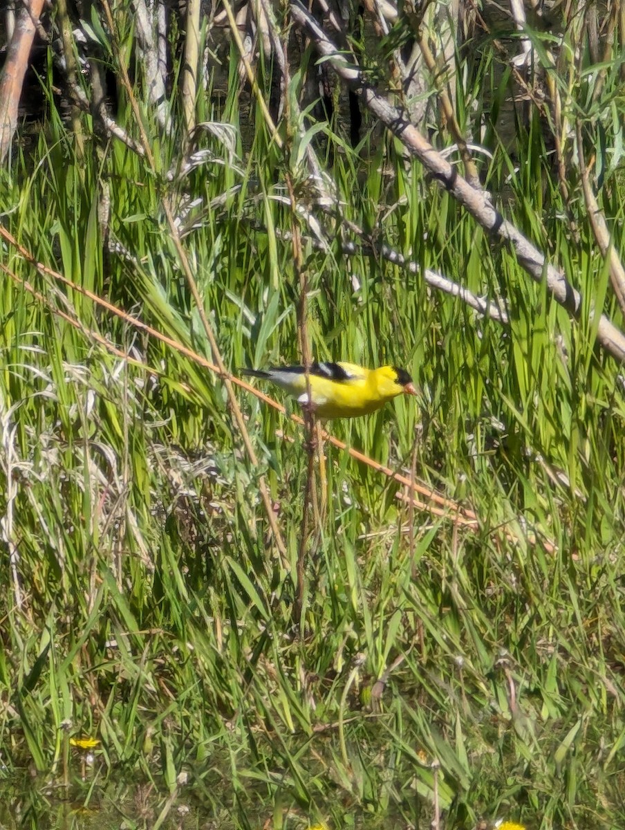 Chardonneret jaune - ML620181049