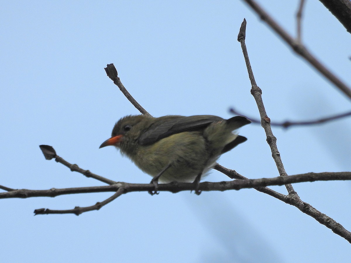 Plain Flowerpecker - ML620181053