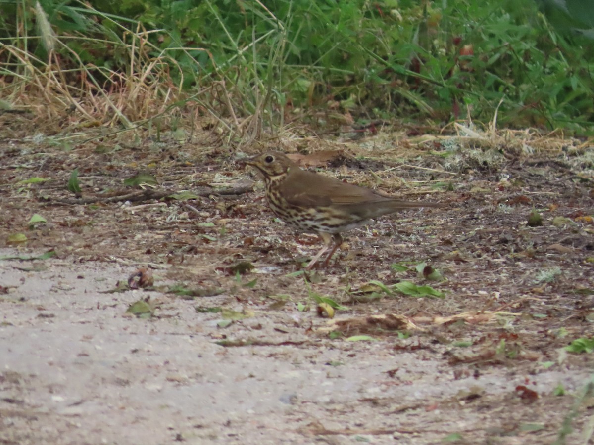 Song Thrush - ML620181057