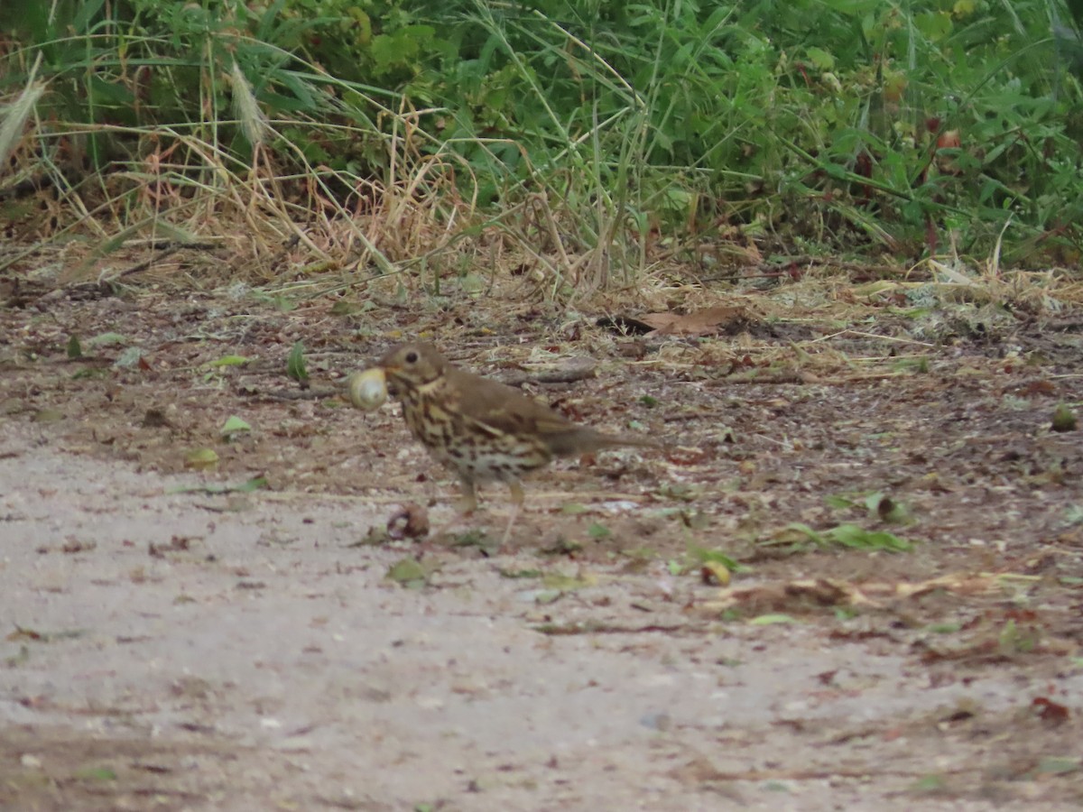 Song Thrush - ML620181060