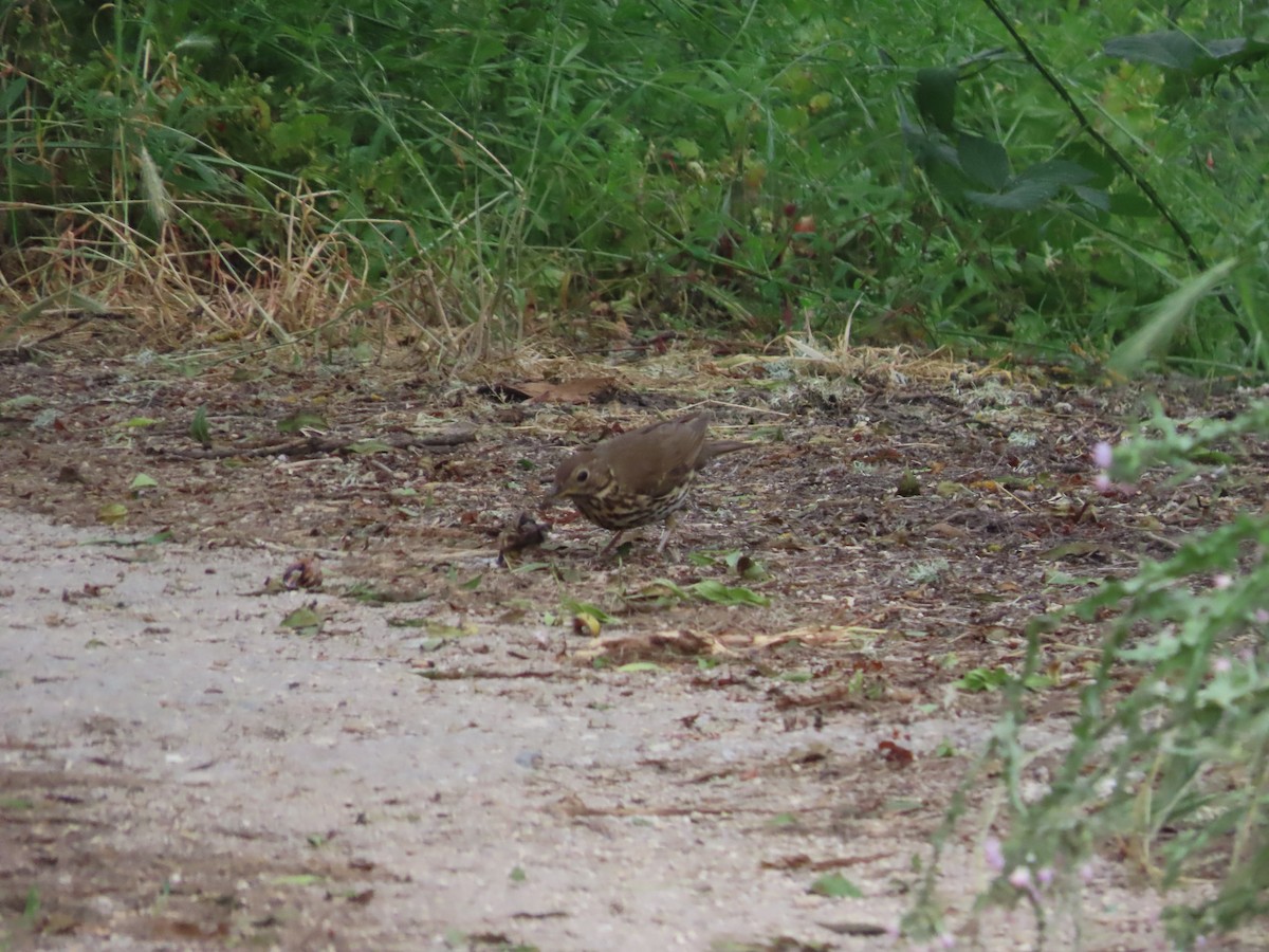 Song Thrush - ML620181061